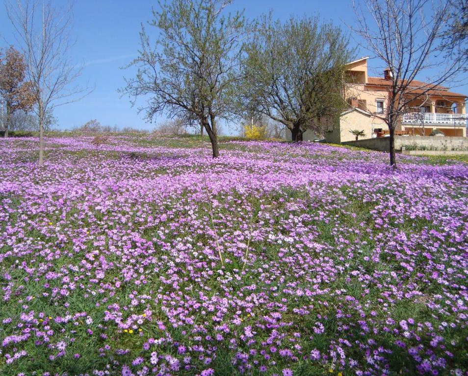 Apartments Alice Green Oasis - Porec Ruang foto