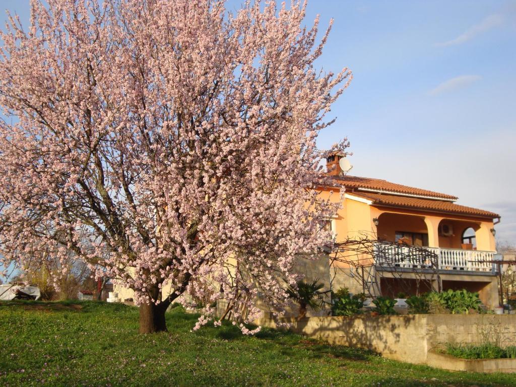 Apartments Alice Green Oasis - Porec Bagian luar foto